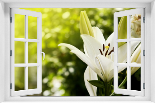 Fototapeta Naklejka Na Ścianę Okno 3D - Beautiful lily in the garden