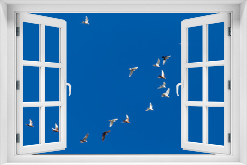 Fototapeta Naklejka Na Ścianę Okno 3D - A flock of pigeons on a blue sky