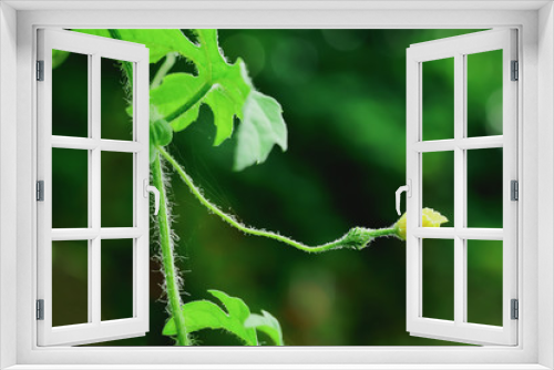 Fototapeta Naklejka Na Ścianę Okno 3D - Balsam Pear