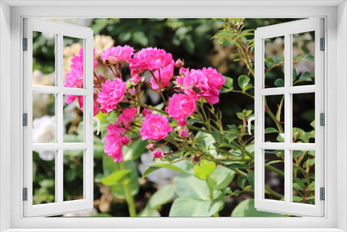 Fototapeta Naklejka Na Ścianę Okno 3D - Beautiful pink rose in a garden