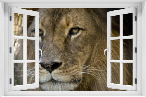 Fototapeta Naklejka Na Ścianę Okno 3D - lion