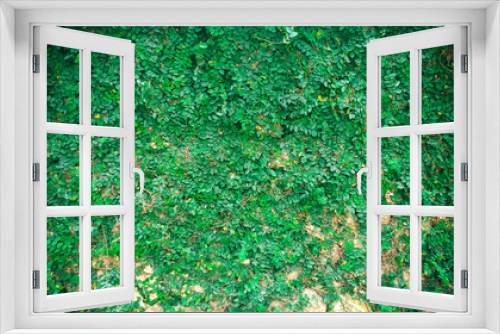 Fototapeta Naklejka Na Ścianę Okno 3D - green plant wall background