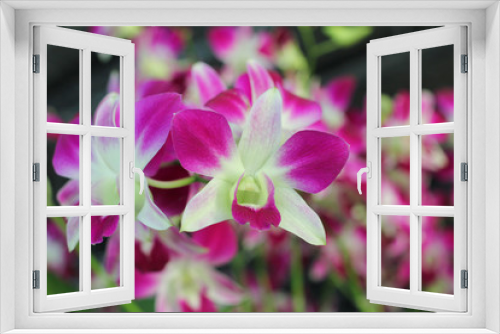 Fototapeta Naklejka Na Ścianę Okno 3D - Orchid in tropical garden