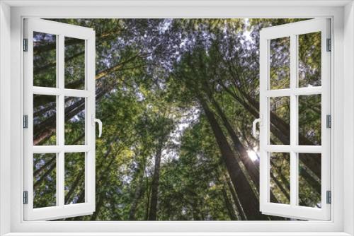 Fototapeta Naklejka Na Ścianę Okno 3D - Redwood Trees