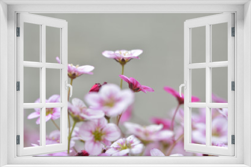 Fototapeta Naklejka Na Ścianę Okno 3D - Makroaufnahme Blumentopf