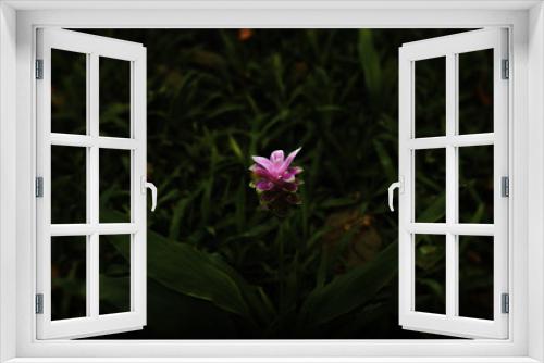 Fototapeta Naklejka Na Ścianę Okno 3D - Siam Tulip in the park