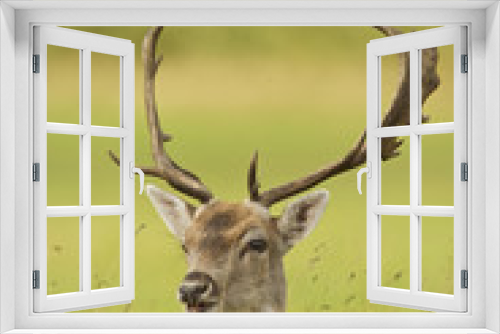 Fototapeta Naklejka Na Ścianę Okno 3D - Fallow Deer (Cervus dama). England.