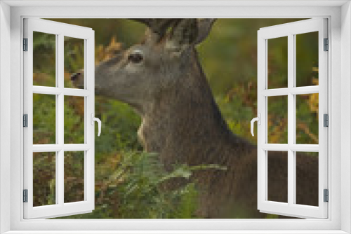 Fototapeta Naklejka Na Ścianę Okno 3D - European Red Deer (Cervus elaphus). Autumn, England