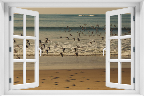 Fototapeta Naklejka Na Ścianę Okno 3D - Birds fly over the sea. Sand beach. Dance of birds on the beach. Seagulls over the waves. Indian Ocean. Landscape with birds and shadows. Morning in the ocean with flying birds over the water.