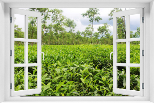 Fototapeta Naklejka Na Ścianę Okno 3D - Tea Garden