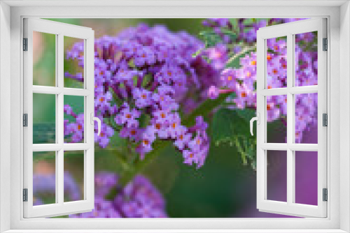 Fototapeta Naklejka Na Ścianę Okno 3D - Schmetterlingsstrauch