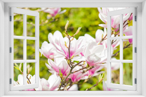 Fototapeta Naklejka Na Ścianę Okno 3D - magnolie magnolia kwitnąca wiosną