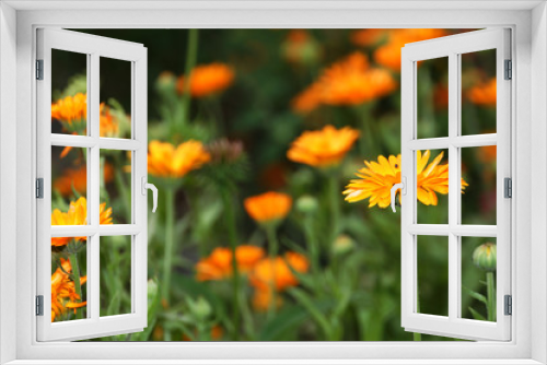 Fototapeta Naklejka Na Ścianę Okno 3D - Ringelblume (Calendula officinalis)