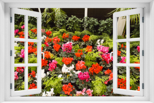 Fototapeta Naklejka Na Ścianę Okno 3D - Flowering Cyclamen plants