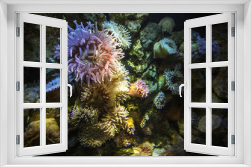 Fototapeta Naklejka Na Ścianę Okno 3D - Korallen und Anemonen