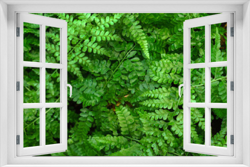 Fototapeta Naklejka Na Ścianę Okno 3D - fern in glasshouse