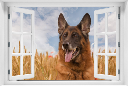 Fototapeta Naklejka Na Ścianę Okno 3D - Schäferhund am Kornfeld