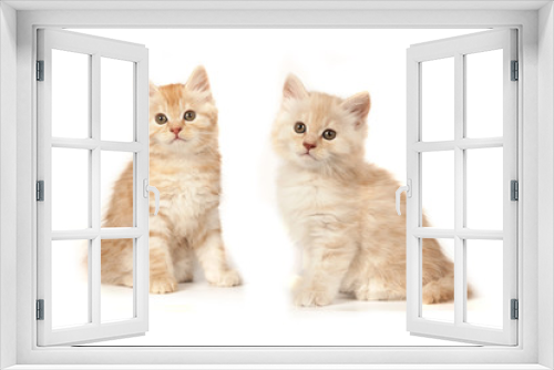 Fototapeta Naklejka Na Ścianę Okno 3D - Two cute little kitten on white background. Red and cream kitten isolated on white