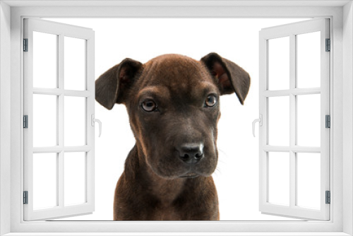 Fototapeta Naklejka Na Ścianę Okno 3D - Brown dog terrier