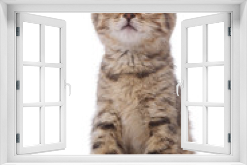 Fototapeta Naklejka Na Ścianę Okno 3D - portrait chaton tigré sur fond blanc