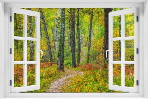 Fototapeta Naklejka Na Ścianę Okno 3D - The beauty of the autumn forest.