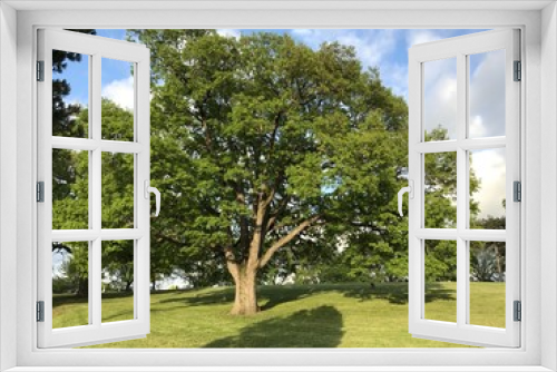 Fototapeta Naklejka Na Ścianę Okno 3D - Tree 1