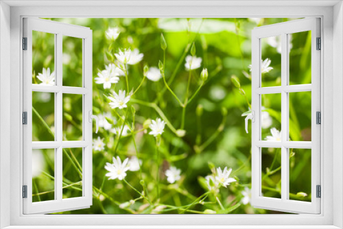 Fototapeta Naklejka Na Ścianę Okno 3D - Small white flowers on soft green background outdoors close-up macro . Spring summer border template floral background. Light air delicate artistic image