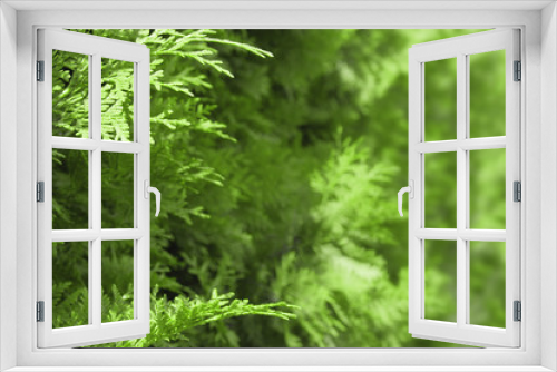 Fototapeta Naklejka Na Ścianę Okno 3D - A Greenery background of leaves