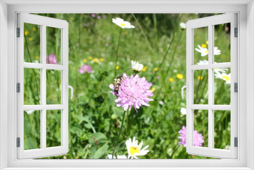Fototapeta Naklejka Na Ścianę Okno 3D - Wildblumen: Bockkäfer auf einer Witwenblume in einer Blumenwiese