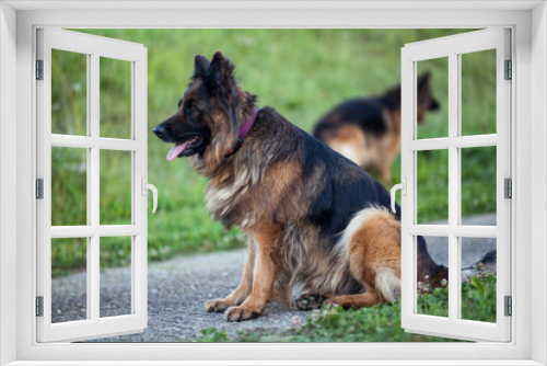 Fototapeta Naklejka Na Ścianę Okno 3D - German shepherd dog