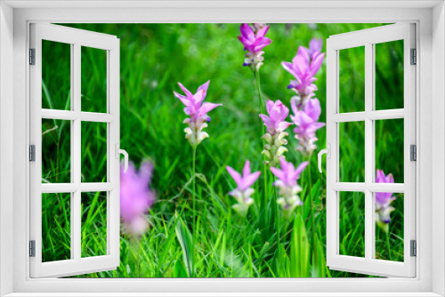 Fototapeta Naklejka Na Ścianę Okno 3D - Siam Tulip