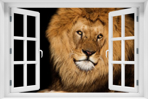 Fototapeta Naklejka Na Ścianę Okno 3D - Lion