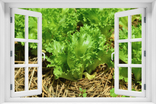 Fototapeta Naklejka Na Ścianę Okno 3D - fresh lettuce in garden