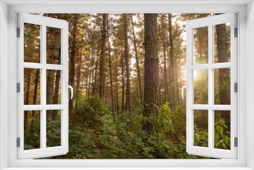 Fototapeta Naklejka Na Ścianę Okno 3D - Magic forest