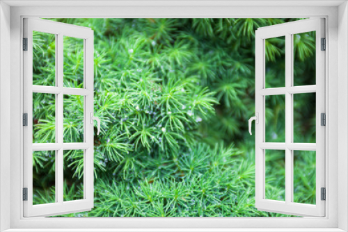 Fototapeta Naklejka Na Ścianę Okno 3D - Evergreen juniper branches