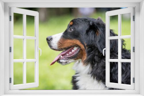 Fototapeta Naklejka Na Ścianę Okno 3D - Bouvier Bernese mountain dog portrait in outdoors