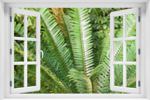 Fototapeta Naklejka Na Ścianę Okno 3D - Plants in a tropical ravine rainforest