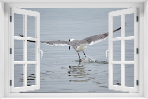 Fototapeta Naklejka Na Ścianę Okno 3D - Seagull landing in water in ocean