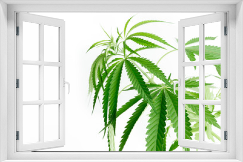 Fototapeta Naklejka Na Ścianę Okno 3D - cannabis marijuana plant detail