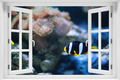 Fototapeta Naklejka Na Ścianę Okno 3D - Clarke's Anemonefish (Clownfish) fish.