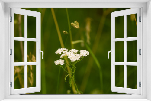 Fototapeta Naklejka Na Ścianę Okno 3D - A beautiful yarrow flowering in a summer meadow. Vibrant closeup scenery.