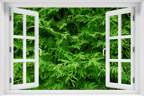Fototapeta Naklejka Na Ścianę Okno 3D - Arbor vitae