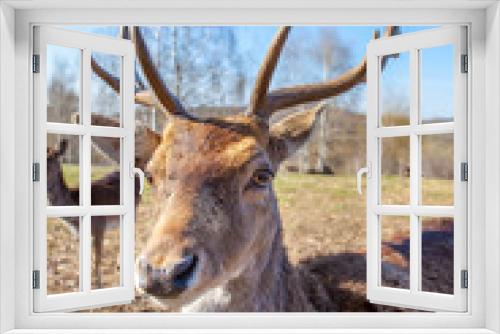 Fototapeta Naklejka Na Ścianę Okno 3D - Spotted fallow deer. Fawn deer portrait. young deer. Buck Deer portrait horns.