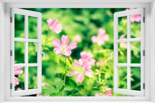 Fototapeta Naklejka Na Ścianę Okno 3D - Summer flower
