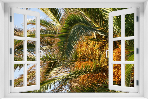 Fototapeta Naklejka Na Ścianę Okno 3D - финиковая пальма на фоне неба крупным планом