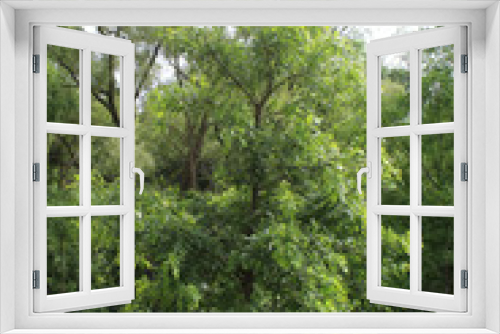 Fototapeta Naklejka Na Ścianę Okno 3D - Little tree