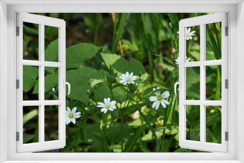 Fototapeta Naklejka Na Ścianę Okno 3D - Small white spring flowers.