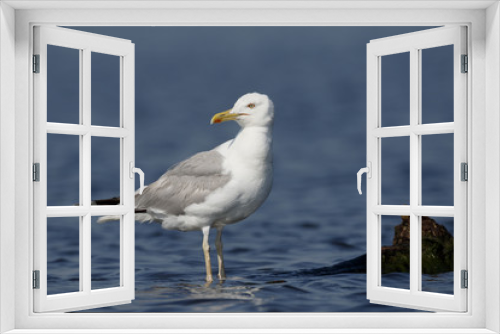 Fototapeta Naklejka Na Ścianę Okno 3D - Caspian gull, Larus cachinnans