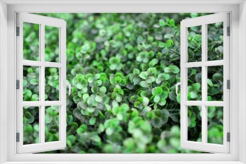 Fototapeta Naklejka Na Ścianę Okno 3D - Green bush, closeup