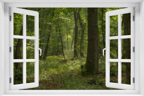 Fototapeta Naklejka Na Ścianę Okno 3D - Sommerwald